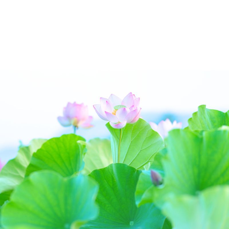 Noi di Lotoverde.eu ci impegnamo al 100% per proporvi prodotti ecosostenibili online